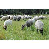 1325_5592 Eine weidende Schafherde - Ziegenherde auf einer Wiese in der Boberger Niederung. | Naturschutzgebiet Boberger Niederung